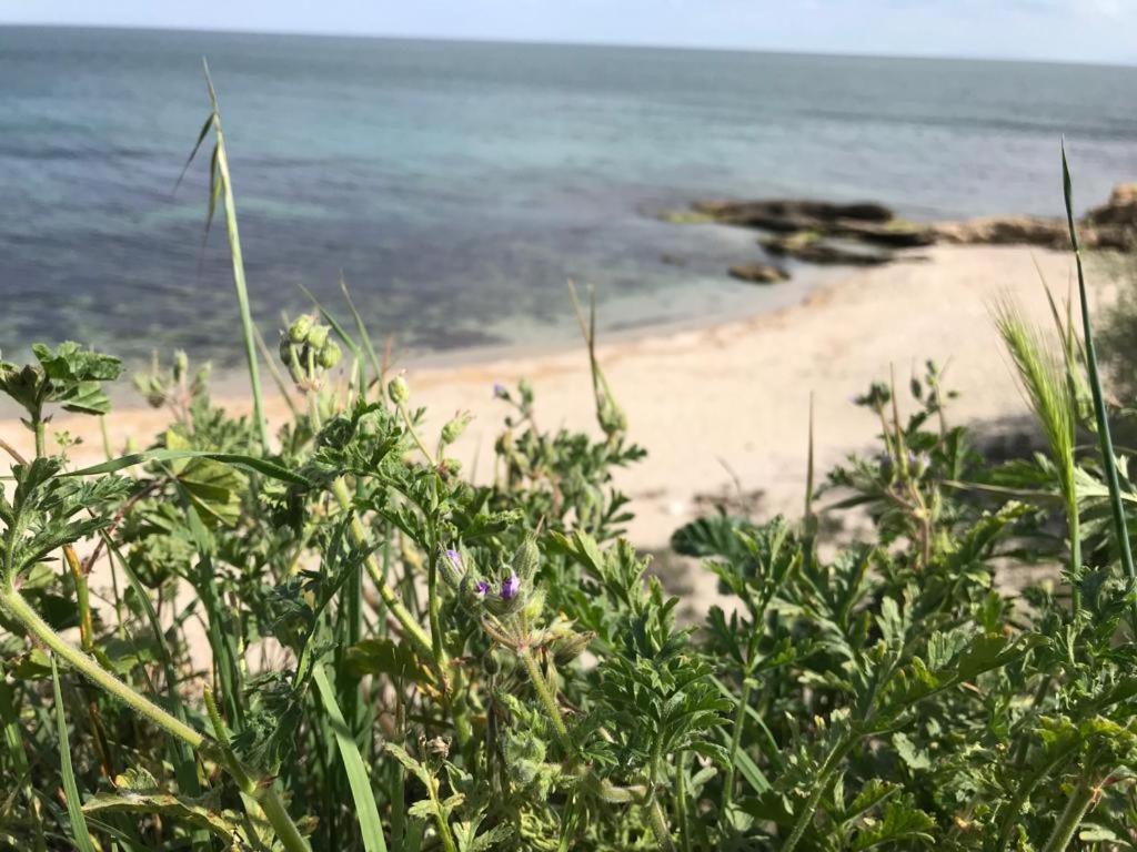 אהלוי Black Sea Wellnest מראה חיצוני תמונה